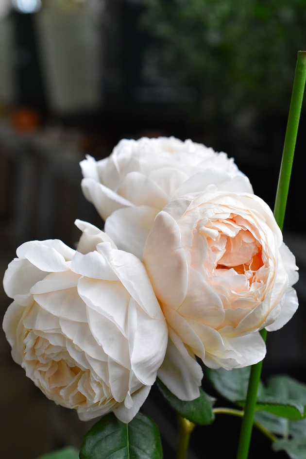 f:id:tangerinekun:20190525014851j:plain