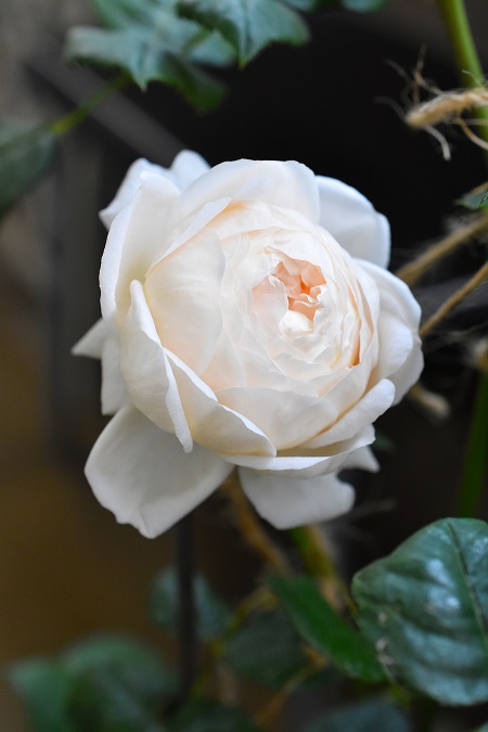 f:id:tangerinekun:20190525015039j:plain