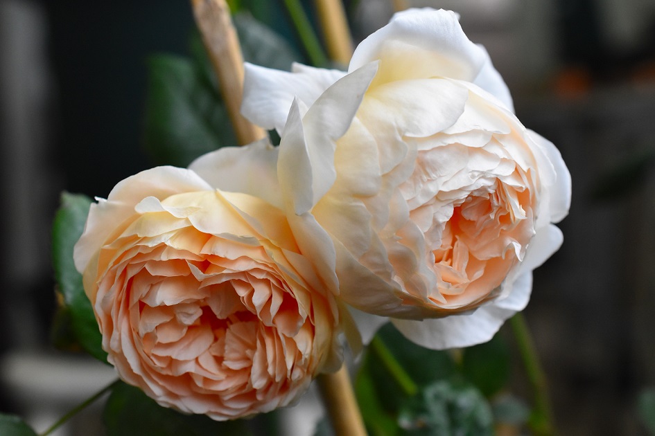 f:id:tangerinekun:20190525015241j:plain