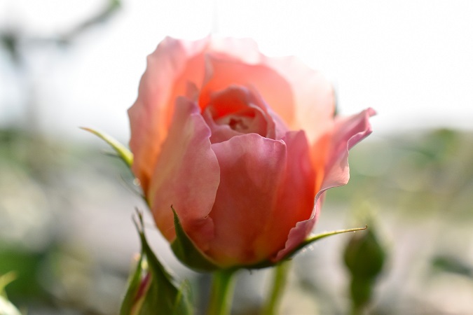 f:id:tangerinekun:20190525024501j:plain