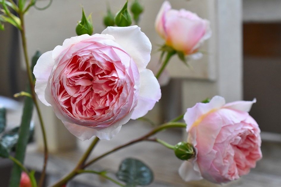 f:id:tangerinekun:20190525025338j:plain