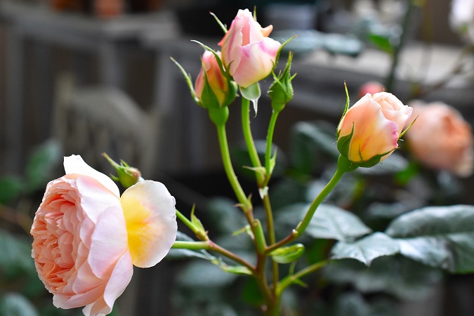 f:id:tangerinekun:20190525025752j:plain