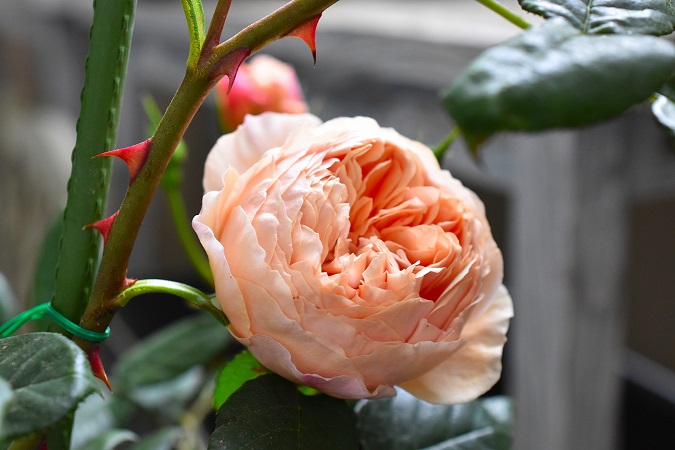 f:id:tangerinekun:20190525025810j:plain