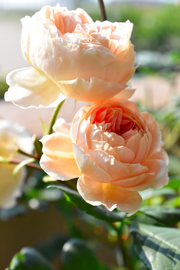 f:id:tangerinekun:20190525030425j:plain