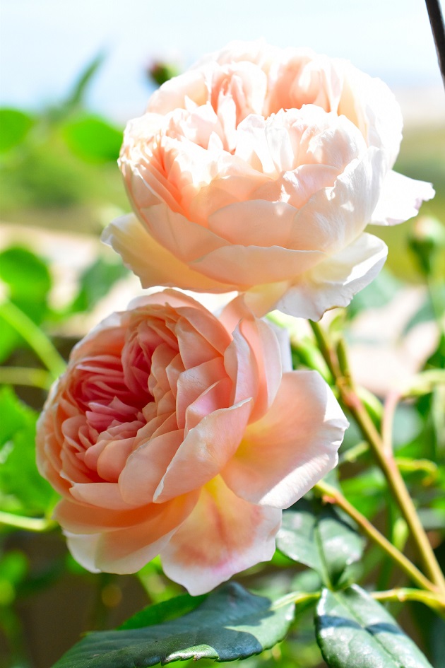 f:id:tangerinekun:20190525030540j:plain