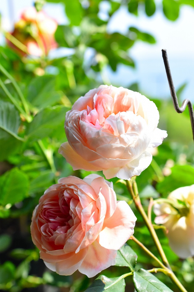 f:id:tangerinekun:20190525030827j:plain