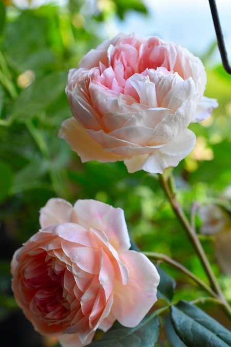 f:id:tangerinekun:20190525031126j:plain