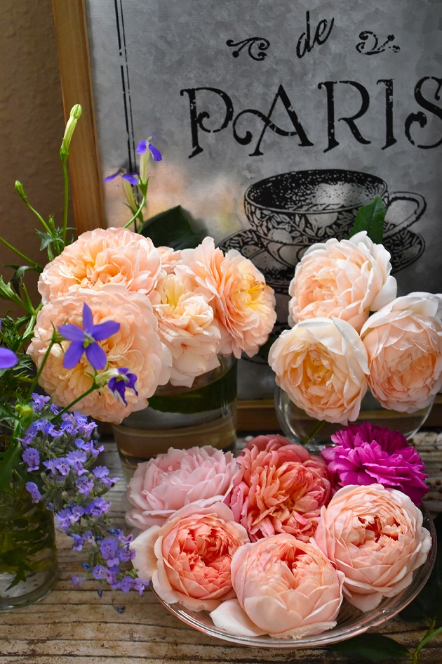 f:id:tangerinekun:20190525032824j:plain