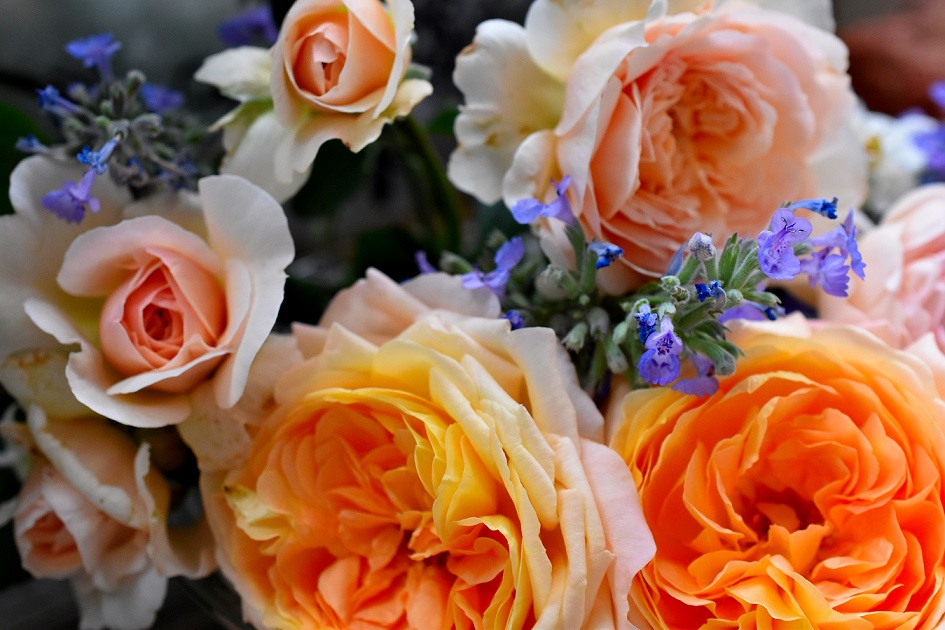 f:id:tangerinekun:20190527220334j:plain f:id:tangerinekun:20190527220334j:plain