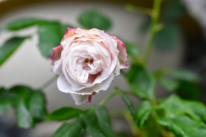 f:id:tangerinekun:20190611102546j:plain