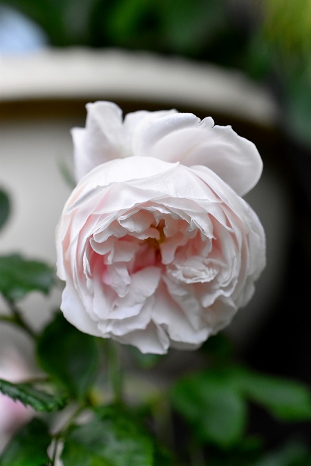 f:id:tangerinekun:20190611102827j:plain