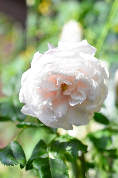 f:id:tangerinekun:20190611103119j:plain