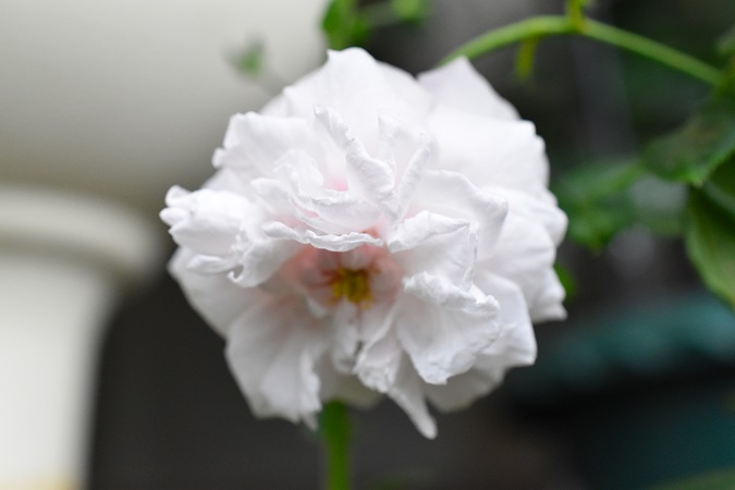 f:id:tangerinekun:20190611103305j:plain