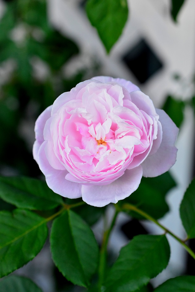 f:id:tangerinekun:20190611104951j:plain