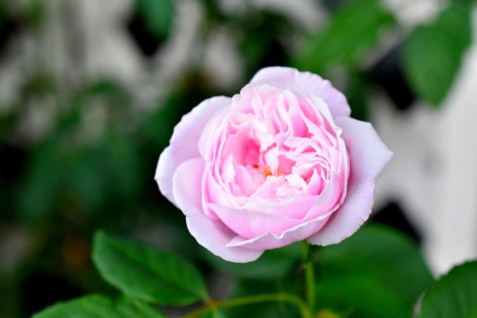 f:id:tangerinekun:20190611105239j:plain