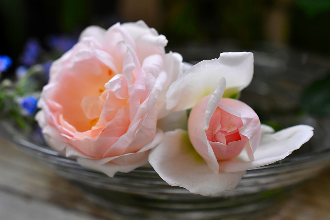 f:id:tangerinekun:20190613075150j:plain