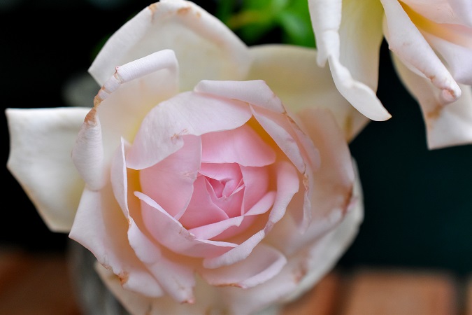 f:id:tangerinekun:20190619090204j:plain
