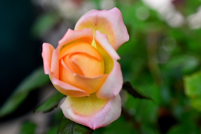 f:id:tangerinekun:20190619090330j:plain