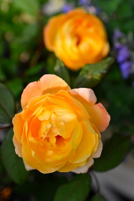 f:id:tangerinekun:20190625074911j:plain f:id:tangerinekun:20190625074911j:plain