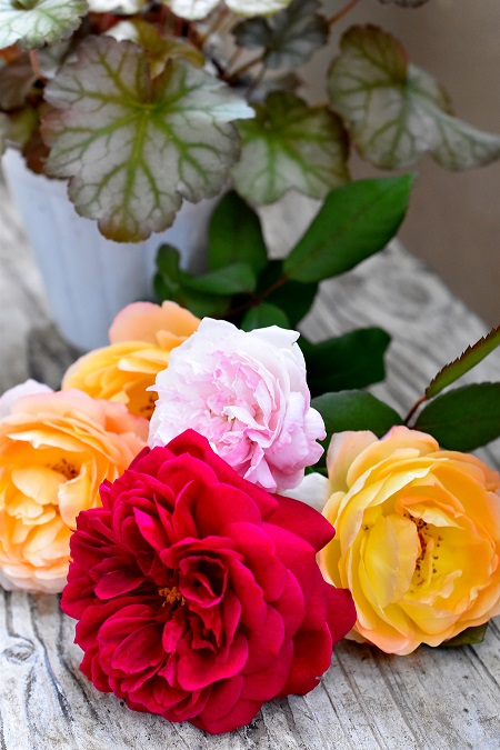 f:id:tangerinekun:20190625075040j:plain f:id:tangerinekun:20190625075040j:plain