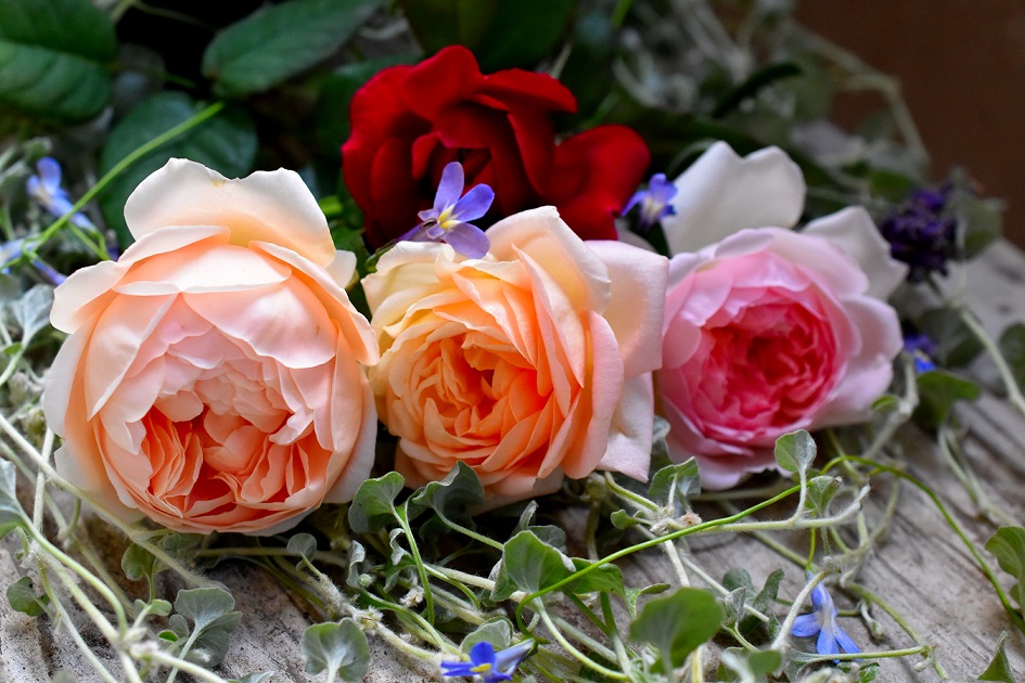 f:id:tangerinekun:20190625075831j:plain f:id:tangerinekun:20190625075831j:plain