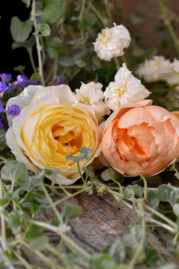 f:id:tangerinekun:20190625080740j:plain f:id:tangerinekun:20190625080740j:plain