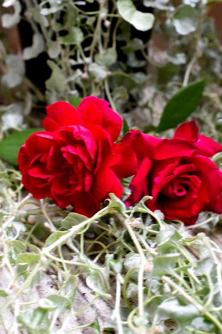 f:id:tangerinekun:20190721213758j:plain f:id:tangerinekun:20190721213758j:plain