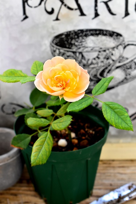 f:id:tangerinekun:20190721220145j:plain f:id:tangerinekun:20190721220145j:plain