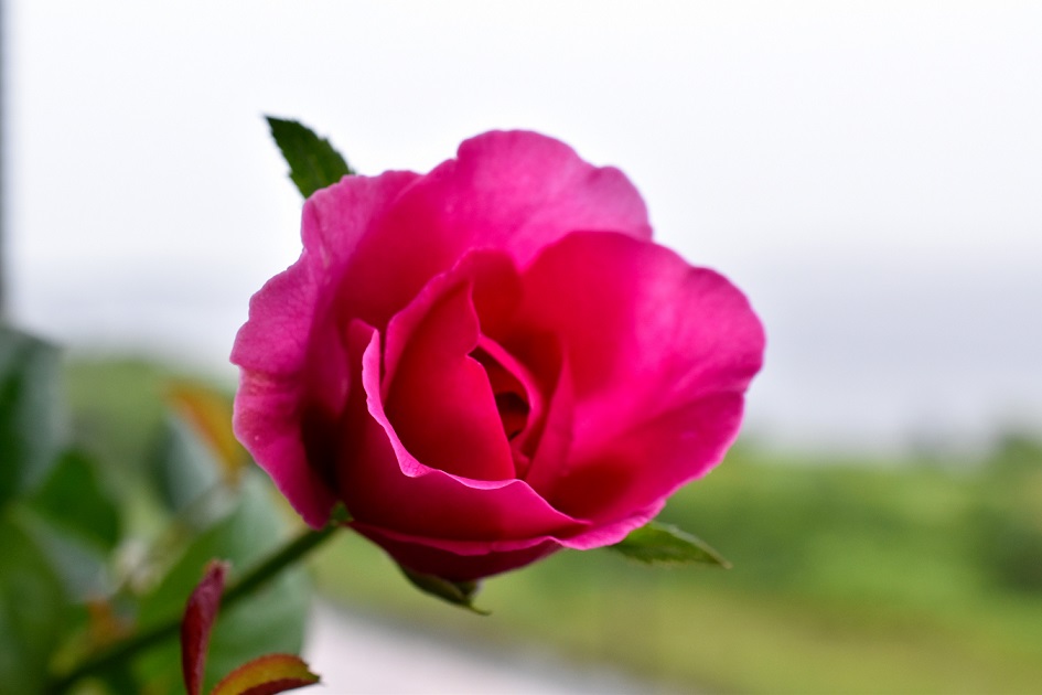 f:id:tangerinekun:20190827112117j:plain