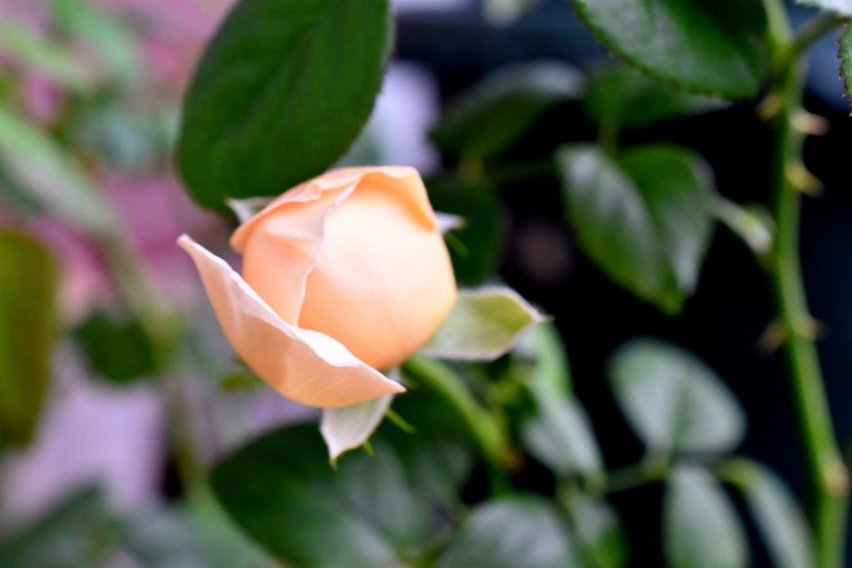 f:id:tangerinekun:20190827112251j:plain