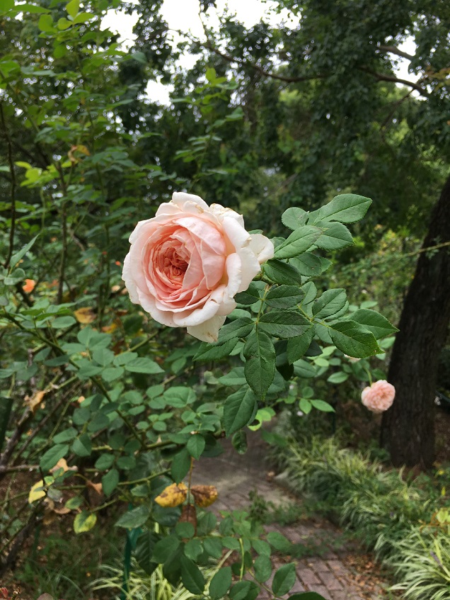 f:id:tangerinekun:20190902085311j:plain f:id:tangerinekun:20190902085311j:plain