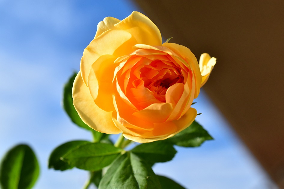 f:id:tangerinekun:20190916104244j:plain