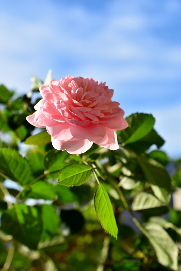f:id:tangerinekun:20190916110130j:plain