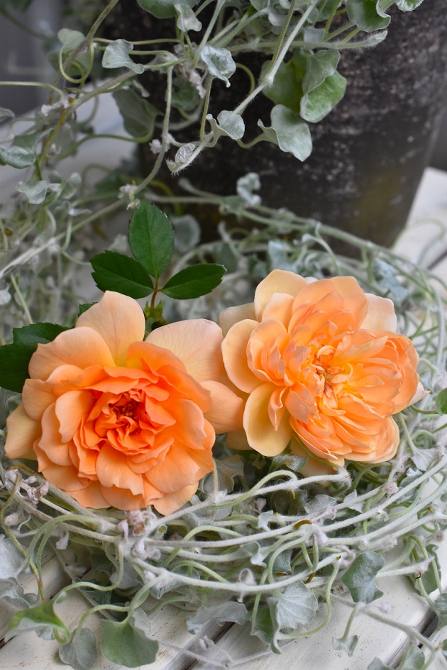 f:id:tangerinekun:20190916111319j:plain