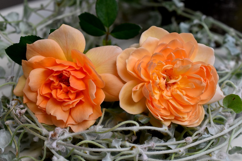 f:id:tangerinekun:20190916111719j:plain