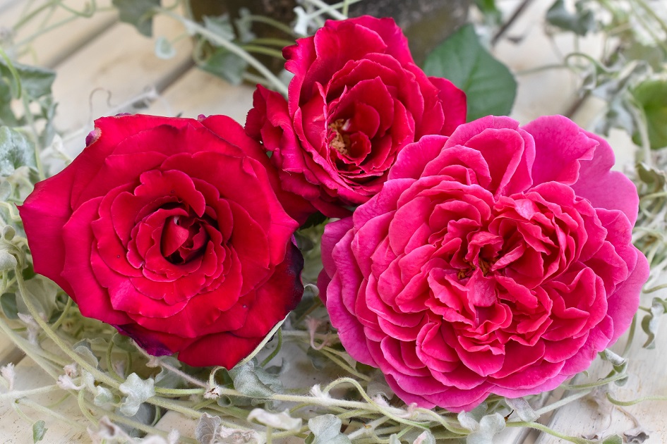 f:id:tangerinekun:20190916130325j:plain f:id:tangerinekun:20190916130325j:plain