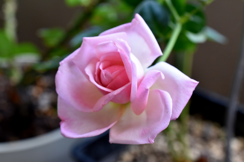 f:id:tangerinekun:20190916130801j:plain f:id:tangerinekun:20190916130801j:plain