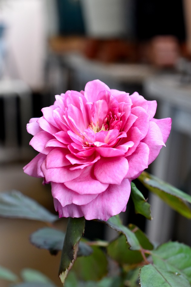 f:id:tangerinekun:20190916130940j:plain f:id:tangerinekun:20190916130940j:plain