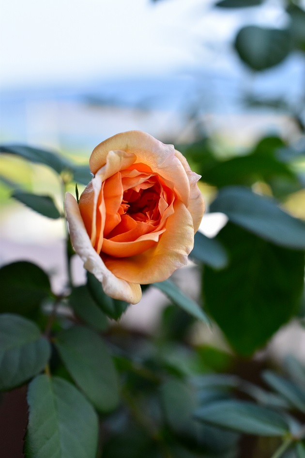 f:id:tangerinekun:20190916131424j:plain f:id:tangerinekun:20190916131424j:plain