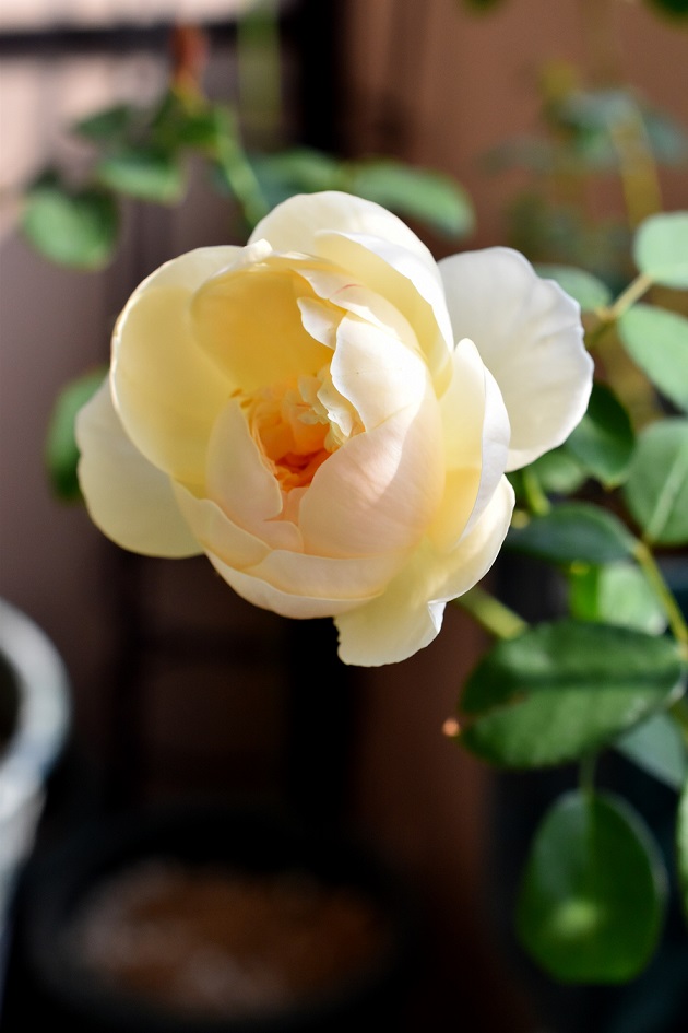 f:id:tangerinekun:20191013131105j:plain