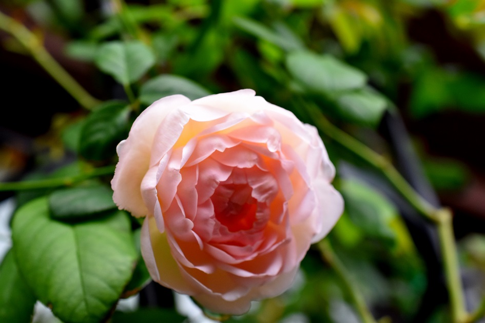 f:id:tangerinekun:20191020091715j:plain