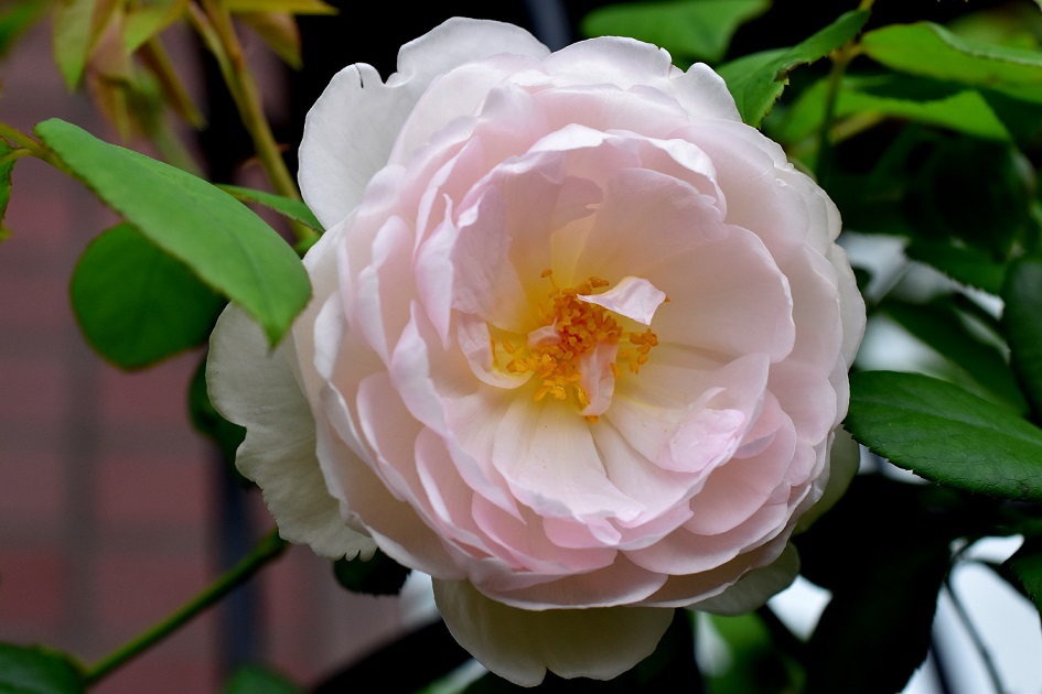 f:id:tangerinekun:20191020091810j:plain