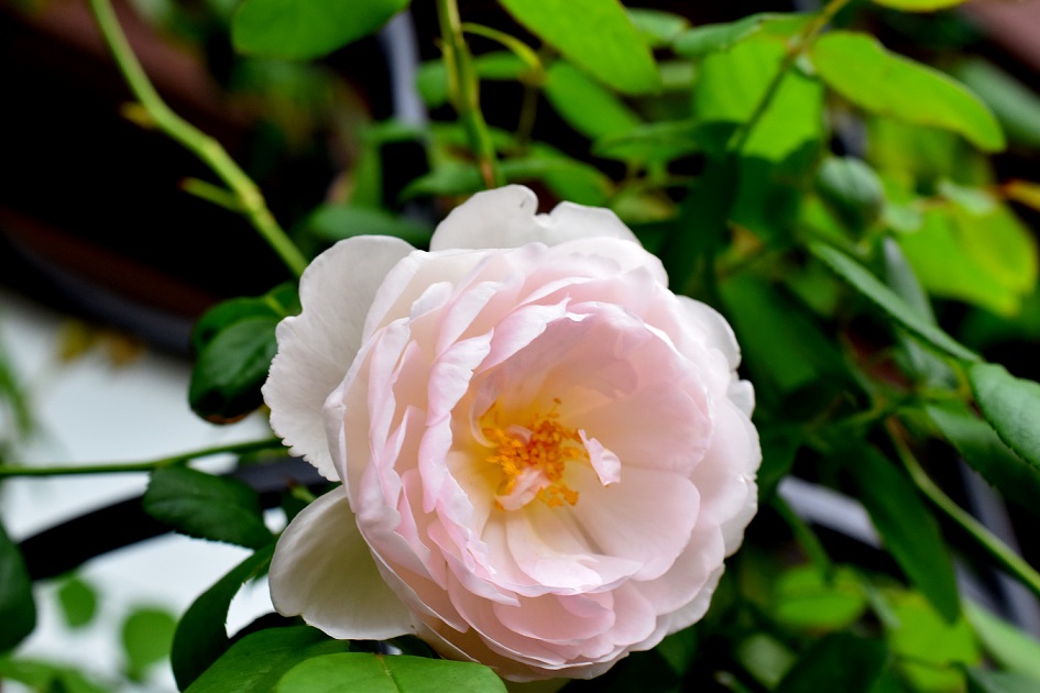 f:id:tangerinekun:20191020091845j:plain