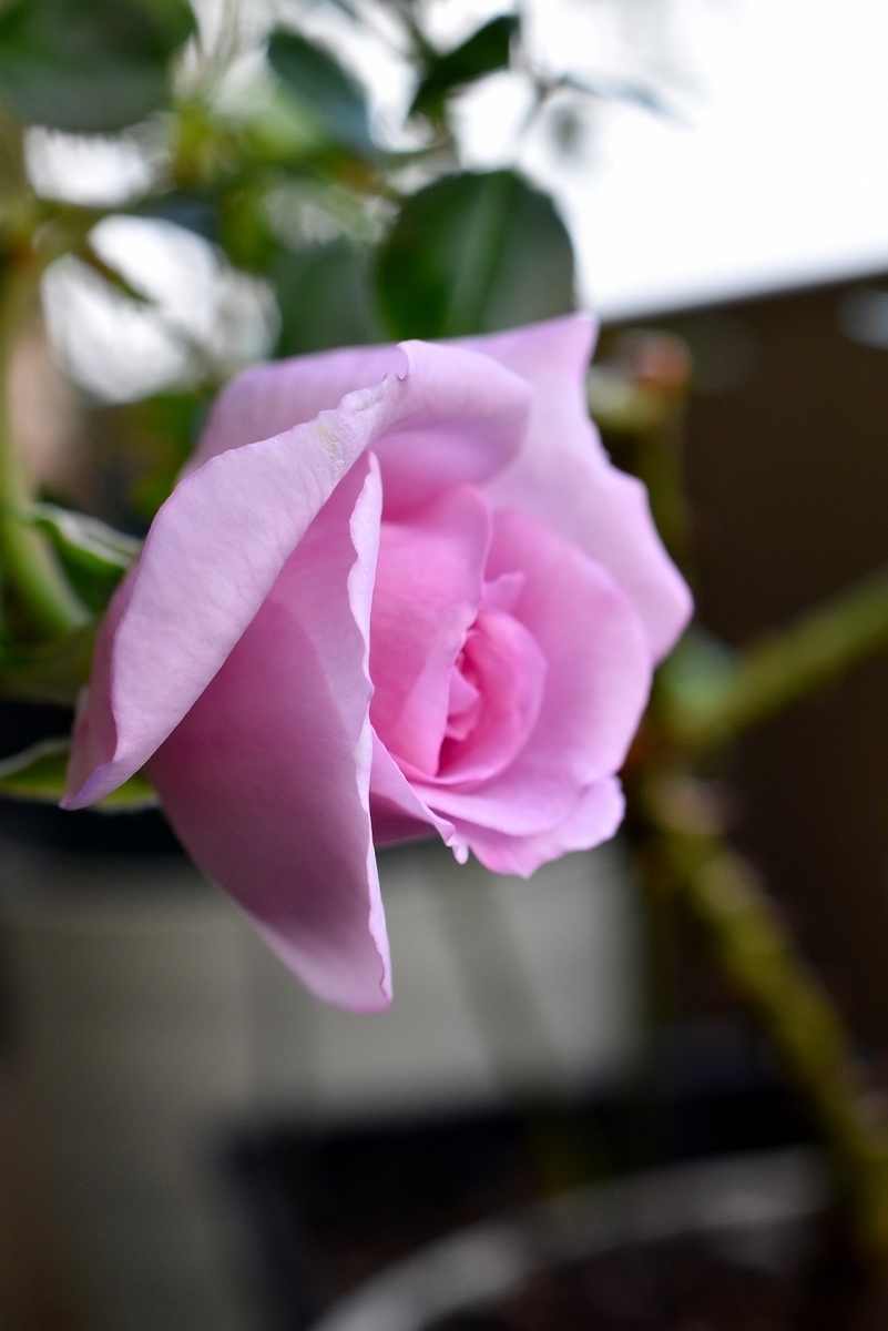 f:id:tangerinekun:20191027123649j:plain