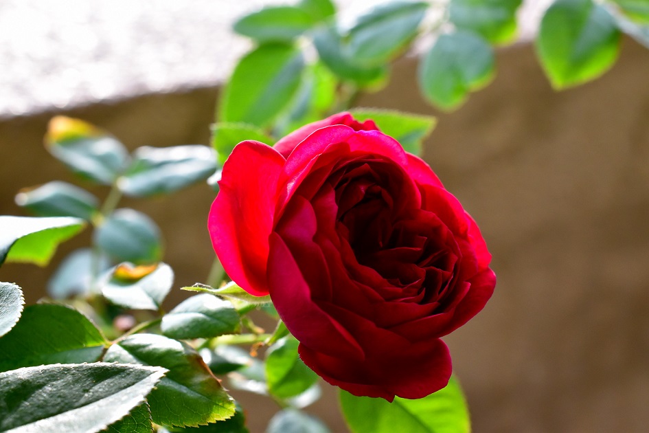 f:id:tangerinekun:20191028052957j:plain f:id:tangerinekun:20191028052957j:plain