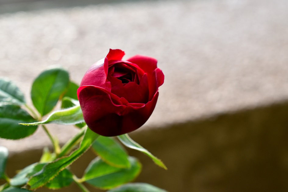 f:id:tangerinekun:20191028053228j:plain f:id:tangerinekun:20191028053228j:plain