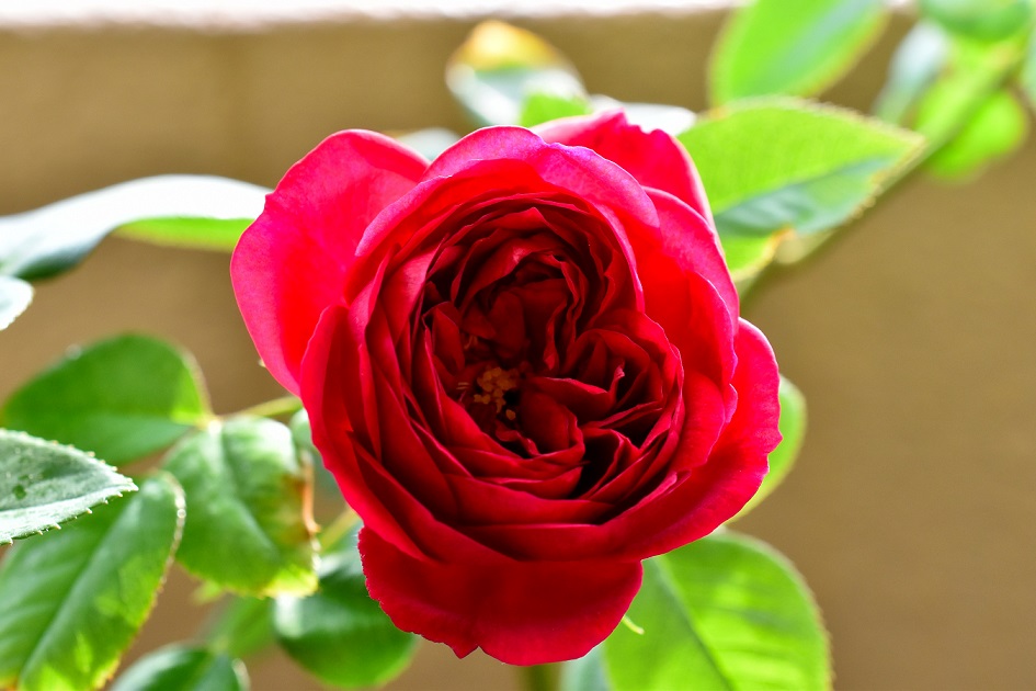f:id:tangerinekun:20191028054004j:plain f:id:tangerinekun:20191028054004j:plain