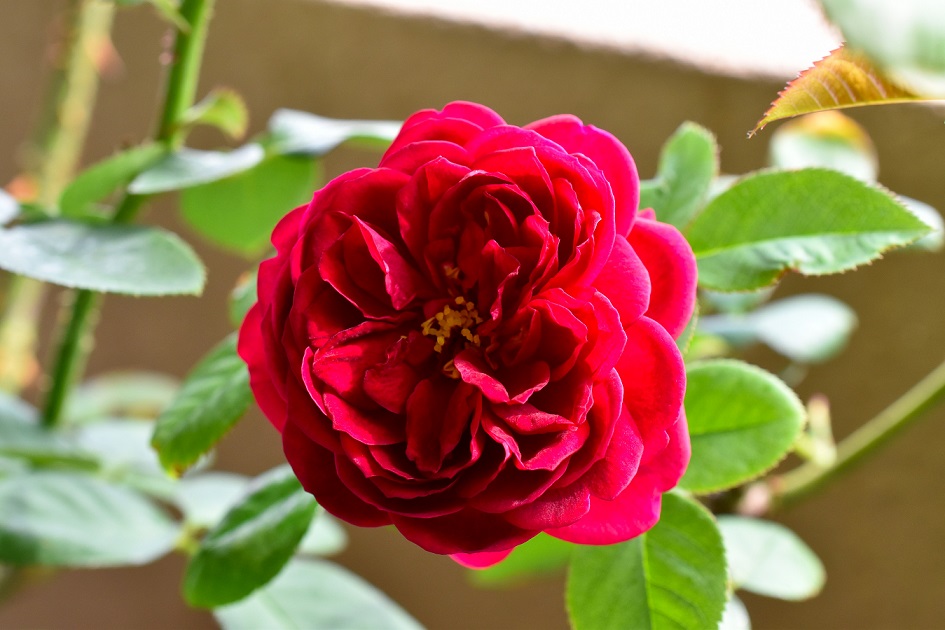 f:id:tangerinekun:20191028054456j:plain f:id:tangerinekun:20191028054456j:plain