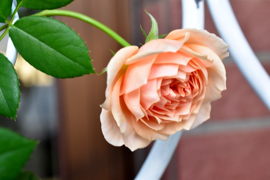 f:id:tangerinekun:20191028055323j:plain f:id:tangerinekun:20191028055323j:plain