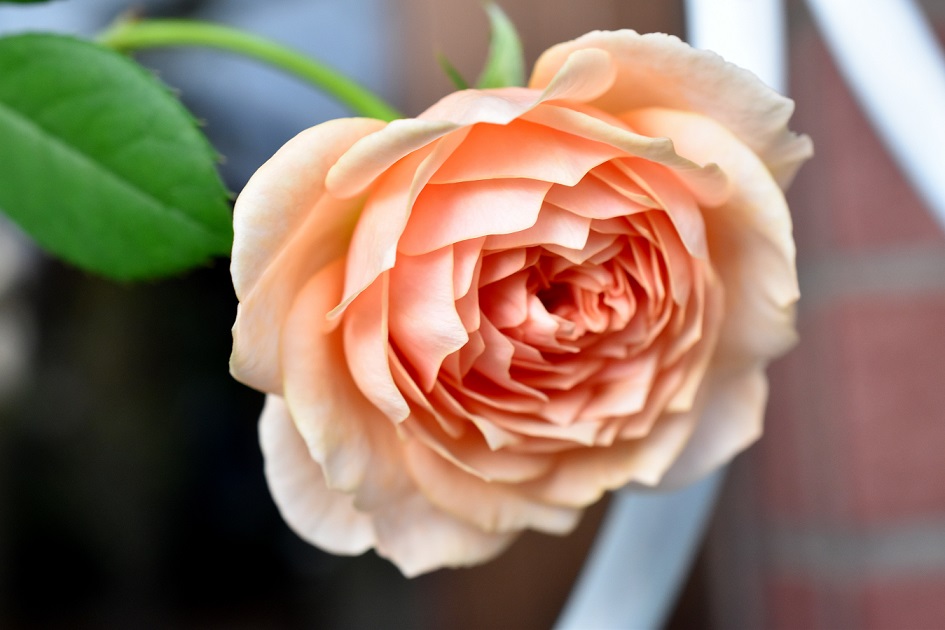 f:id:tangerinekun:20191028055358j:plain f:id:tangerinekun:20191028055358j:plain